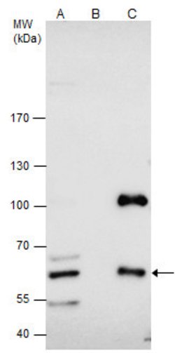 Invitrogen CBS Polyclonal Antibody 100 &mu;L; Unconjugated:Antibodies,