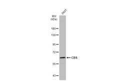 Invitrogen CBS Polyclonal Antibody 100 &mu;L; Unconjugated:Antibodies,