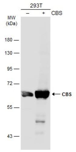 Invitrogen CBS Polyclonal Antibody 100 &mu;L; Unconjugated:Antibodies,