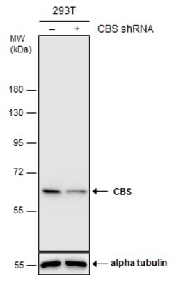 Invitrogen CBS Polyclonal Antibody 100 &mu;L; Unconjugated:Antibodies,