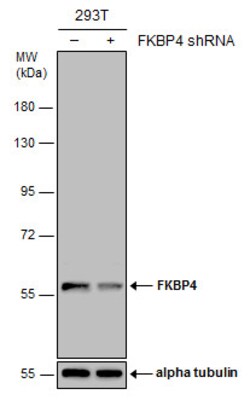 Invitrogen FKBP4 Polyclonal Antibody 100 &mu;L; Unconjugated:Anticuerpos