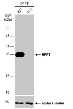 Invitrogen HPRT1 Polyclonal Antibody 100 &mu;L; Unconjugated:Antibodies,
