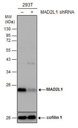 Invitrogen MAD2 Polyclonal Antibody 100 &mu;L | Buy Online | Invitrogen&trade; | Fisher Scientific