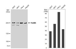Invitrogen NuMA Polyclonal Antibody 100 &mu;L; Unconjugated:Anticuerpos