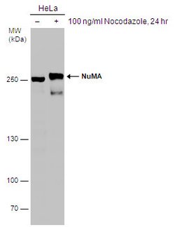 Invitrogen NuMA Polyclonal Antibody 100 &mu;L; Unconjugated:Anticuerpos