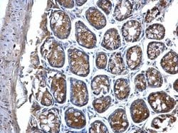 Invitrogen MVP Polyclonal Antibody 100 &mu;L; Unconjugated:Antibodies,