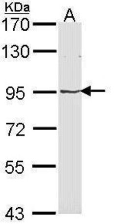 Invitrogen MVP Polyclonal Antibody 100 &mu;L; Unconjugated:Antibodies,