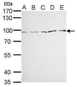 Invitrogen MVP Polyclonal Antibody 100 &mu;L; Unconjugated:Antibodies,