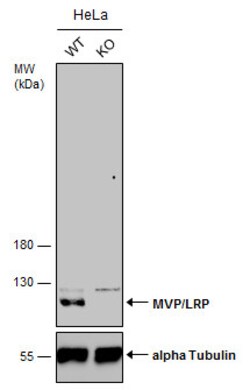 Invitrogen MVP Polyclonal Antibody 100 &mu;L | Buy Online | Invitrogen&trade; | Fisher Scientific