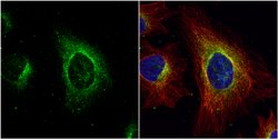 Invitrogen ASL Polyclonal Antibody 100 &mu;L; Unconjugated:Antibodies,