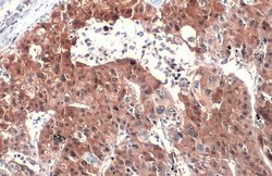 Invitrogen ASL Polyclonal Antibody 100 &mu;L; Unconjugated:Antibodies,