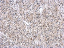 Invitrogen ASL Polyclonal Antibody 100 &mu;L; Unconjugated:Antibodies,