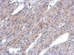 Invitrogen ASL Polyclonal Antibody 100 &mu;L; Unconjugated:Antibodies,
