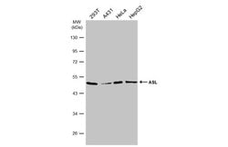 Invitrogen ASL Polyclonal Antibody 100 &mu;L; Unconjugated:Antibodies,