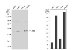 Invitrogen ASL Polyclonal Antibody 100 &mu;L; Unconjugated:Antibodies,