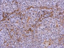 Invitrogen CD41 Polyclonal Antibody 100 μL; Unconjugated:Antibodies,