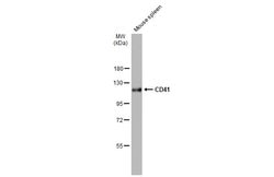 Invitrogen CD41 Polyclonal Antibody 100 μL; Unconjugated:Antibodies,