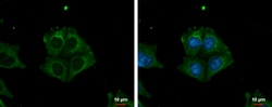 Invitrogen TRIM32 Polyclonal Antibody 100 &mu;L; Unconjugated:Antibodies,