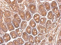 Invitrogen NDUFS8 Polyclonal Antibody 100 &mu;L; Unconjugated:Antibodies,