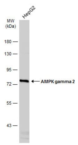 Invitrogen AMPK gamma-2 Polyclonal Antibody 100 &mu;L; Unconjugated:Antibodies,