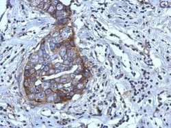 Invitrogen RGS4 Polyclonal Antibody 100 &mu;L; Unconjugated:Antibodies,
