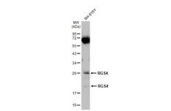 Invitrogen RGS4 Polyclonal Antibody 100 &mu;L; Unconjugated:Antibodies,