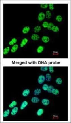 Invitrogen hnRNP F Polyclonal Antibody 100 &mu;L; Unconjugated:Antibodies,