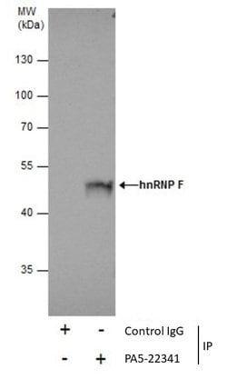 Invitrogen hnRNP F Polyclonal Antibody 100 &mu;L; Unconjugated:Antibodies,