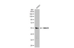 Invitrogen SMAD9 Polyclonal Antibody 100 μL; Unconjugated:Antibodies,