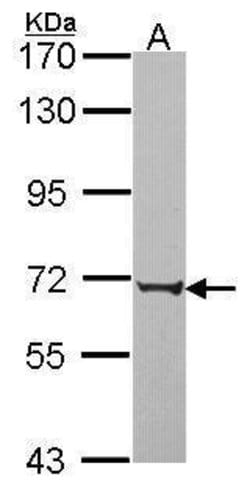 Invitrogen PABPC3 Polyclonal Antibody 100 &mu;L; Unconjugated:Antibodies,