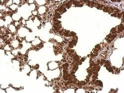 Invitrogen PCBP2 Polyclonal Antibody 100 &mu;L; Unconjugated:Antibodies,