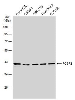 Invitrogen PCBP2 Polyclonal Antibody 100 &mu;L; Unconjugated:Antibodies,