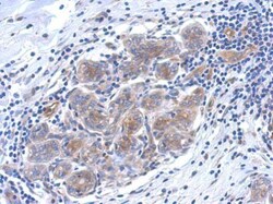 Invitrogen SERPINB6 Polyclonal Antibody 100 μL; Unconjugated:Antibodies,