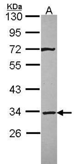 Invitrogen Syntaxin 4 Polyclonal Antibody 100 &mu;L; Unconjugated:Antibodies,