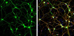 Invitrogen Syntaxin 4 Polyclonal Antibody 100 &mu;L; Unconjugated:Antibodies,