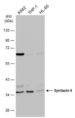 Invitrogen Syntaxin 4 Polyclonal Antibody 100 &mu;L; Unconjugated:Antibodies,