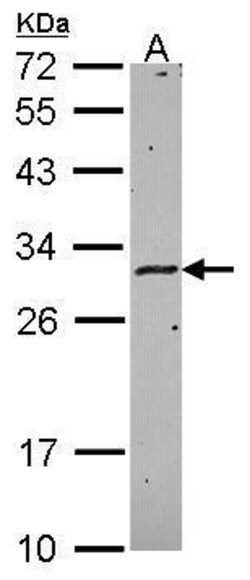 Invitrogen HLA-DMA Polyclonal Antibody 100 &mu;L; Unconjugated:Antibodies,