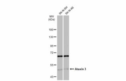 Invitrogen Ataxin 3 Polyclonal Antibody 100 &mu;L; Unconjugated:Antibodies,