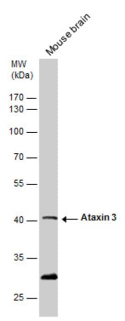 Invitrogen Ataxin 3 Polyclonal Antibody 100 &mu;L; Unconjugated:Antibodies,