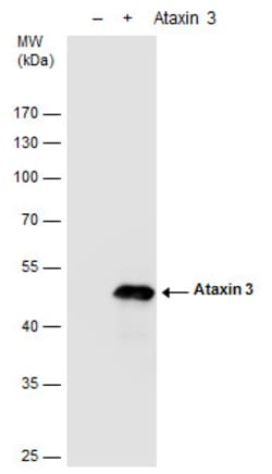 Invitrogen Ataxin 3 Polyclonal Antibody 100 &mu;L; Unconjugated:Antibodies,