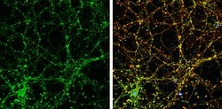 Invitrogen PPFIA1 Polyclonal Antibody 100 &mu;L; Unconjugated:Antibodies,