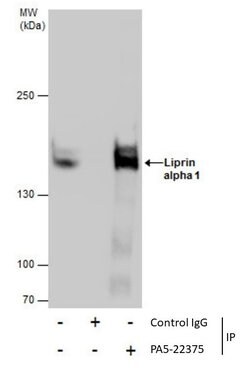Invitrogen PPFIA1 Polyclonal Antibody 100 &mu;L; Unconjugated:Antibodies,
