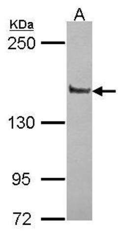 Invitrogen PPFIA1 Polyclonal Antibody 100 &mu;L; Unconjugated:Antibodies,