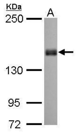 Invitrogen PPFIA1 Polyclonal Antibody 100 &mu;L; Unconjugated:Antibodies,