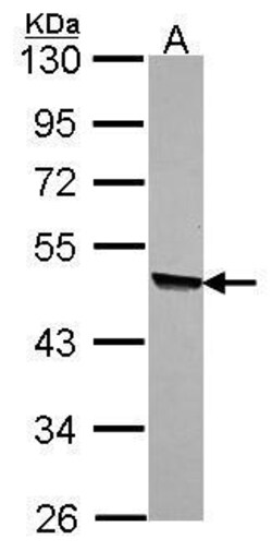Invitrogen KYNU Polyclonal Antibody 100 μL; Unconjugated:Antibodies,