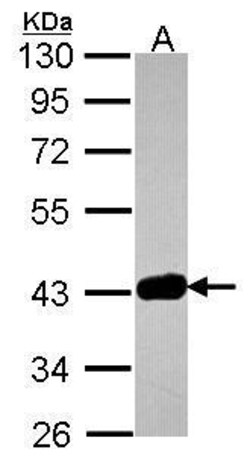 Invitrogen GRAP2 Polyclonal Antibody 100 &mu;L; Unconjugated:Antibodies,