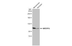 Invitrogen NPEPPS Polyclonal Antibody 100 &mu;L; Unconjugated:Antibodies,