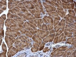 Invitrogen PDIR Polyclonal Antibody 100 &mu;L; Unconjugated:Antibodies,