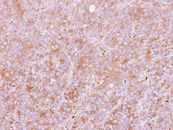Invitrogen PDIR Polyclonal Antibody 100 &mu;L; Unconjugated:Antibodies,