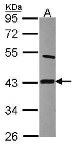 Invitrogen LIAS Polyclonal Antibody 100 &mu;L; Unconjugated:Antibodies,